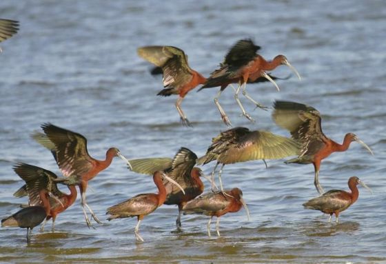 Glossy ibis flock in Jamaica Bay. Photo by Don Riepe, American Littoral Society. 