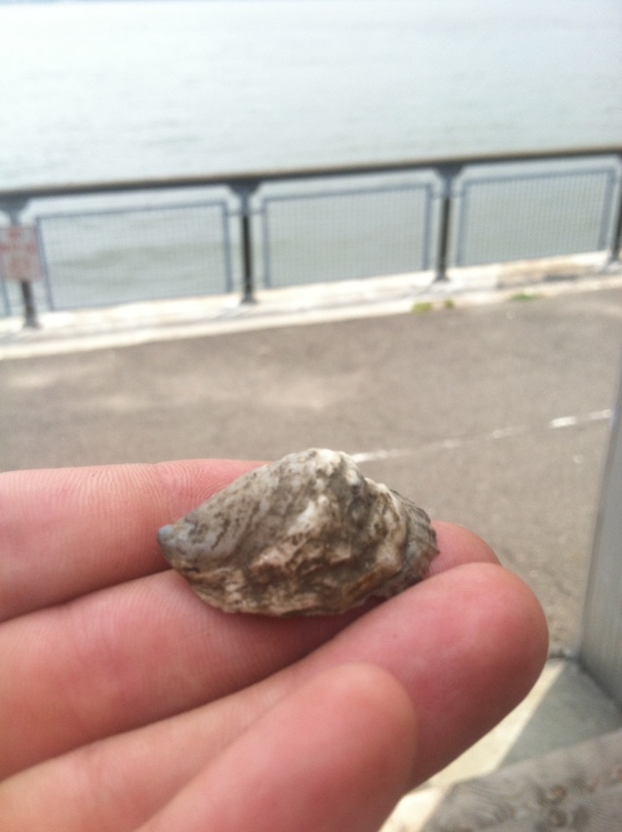 Oyster seed. Photo by Solar One, another participant in the estuary-wide seeding effort. 