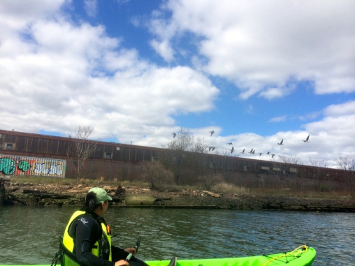 Operations Manager EJ Lee watches the Canada geese fly from the Bushwick Inlet, whose banks are covered in Bladderwrack 